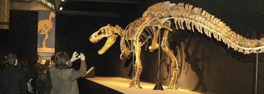 Museo de la Ciencia COSMOCAIXA. Exposición Tesoros del desierto de Gobi (dinosaurios).